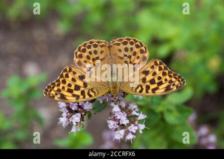 HOHER BRAUNER FRITILLÄR Fabriciana adippe Stockfoto