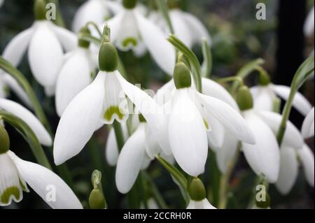 Schneeglöckchen Galanthus nivalis eine frühe Blumenfrühling Waldgarten Winter Blume Birne Pflanze Arten Stock Foto Bild Stockfoto