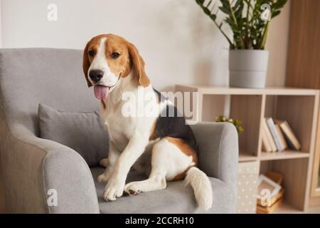 Warm getönte voller Länge Porträt von tricolor Beagle Hund sitzt in komfortablen Sessel der modernen Inneneinrichtung, kopieren Raum Stockfoto