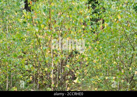 Junger Birkenwald am Sommertag mit Grün und Gelb Blätter Stockfoto