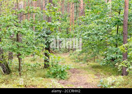 Wanderweg im Sommer Wald in Polen Stockfoto