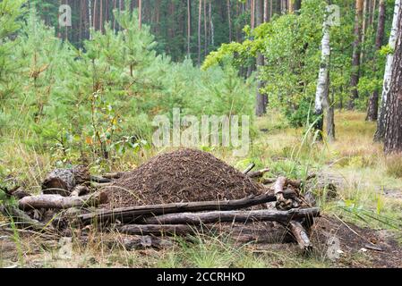 Birkenhahnenfisch im Wald Stockfoto