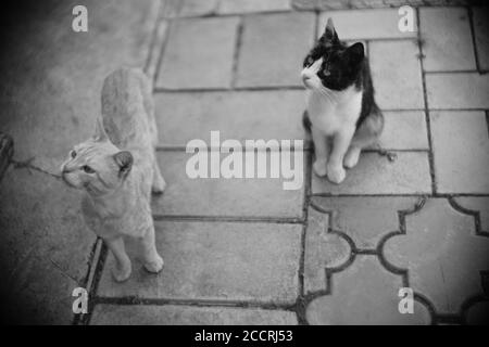 Niedliche Katzen spazieren im Sommergarten. BW-Foto. Stockfoto