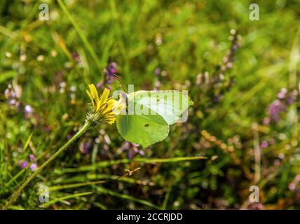 Grüner Brimstone Schmetterling auf einer gelben Daunen Blume auf Scout Scar im Lake District im August, an einem warmen, hellen und sonnigen Tag. Stockfoto