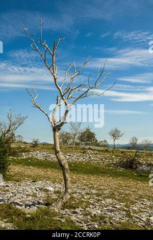 Blick auf die Spitze der Scout Scar, einen Kalksteinkamm und Rand mit vielen ausgezeichneten Aussichten über die Lake District Fells und gute Spaziergänge. Stockfoto