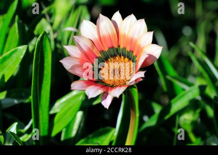 Afrikanische Gänseblümchen (Gazania) Blume in Paardevlei, Somerset West, Helderberg, Western Cape Province, Südafrika Stockfoto