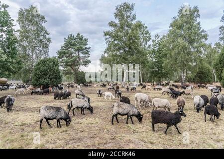 Herde von Heidschnucken, die typische Schafrasse in der Lüneburger Heide in Niedersachsen, Deutschland Stockfoto