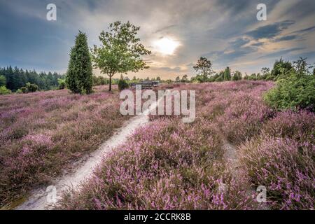 Landschaft mit blühendem erica in der Lüneburger Heide bei Wilsede, Niedersachsen, Deutschland, Landschaft Stockfoto