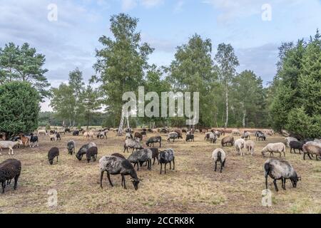 Herde von Heidschnucken, die typische Schafrasse in der Lüneburger Heide in Niedersachsen, Deutschland Stockfoto