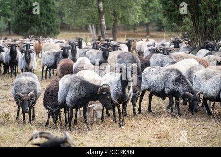 Herde von Heidschnucken, die typische Schafrasse in der Lüneburger Heide in Niedersachsen, Deutschland Stockfoto