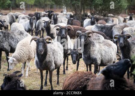 Herde von Heidschnucken, die typische Schafrasse in der Lüneburger Heide in Niedersachsen, Deutschland Stockfoto