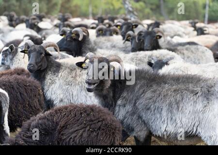 Herde von Heidschnucken, die typische Schafrasse in der Lüneburger Heide in Niedersachsen, Deutschland Stockfoto