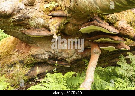 Flache Pilze wachsen auf Baum, Argyll, Schottland