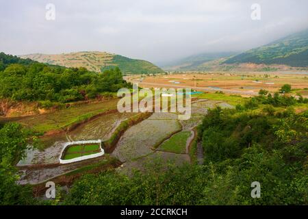 Reis- oder Paddyfelder im Norden des Iran Stockfoto