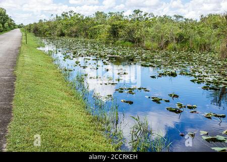 Miami Florida, Everglades National Park, Shark Valley Visitor Center, geschütztes Feuchtgebiet Ökosystem, Kanal, gepflasterte Tramstraße Natur Wanderweg Pfad Stockfoto