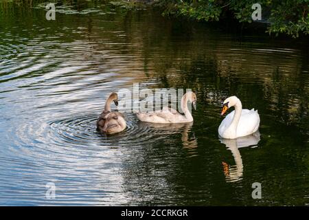 Drei Monate alte Cygnets mit erwachsenen weiblichen Stummen Schwan (Cygnus olor) schwimmen in Reservoir, East Lothian, Schottland, Großbritannien Stockfoto