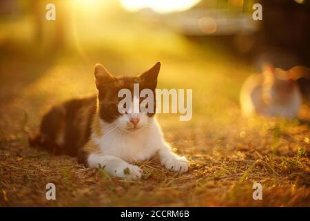 Tricolor Katze Entspannen Sie im sonnigen Sonnenuntergangsgarten mit warmem Sonnenlicht Stockfoto