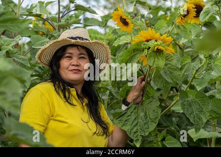 Eine asiatische Frau mittleren Alters, Mitte 50, mit einem Strohhut in einem Sonnenblumenfeld Stockfoto