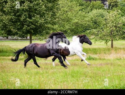 Zwei weibliche Pferde, Warmblutpferd barocken Typs, Barock Pinto schwarz und schwarz-weiß Tobiano gemustert, laufen bei einem vollen Galopp in einem grünen Gras Meado Stockfoto