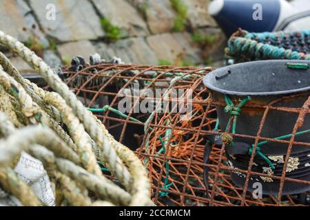 Hummer-/Krabbenköpfe warten darauf verwendet zu werden Stockfoto