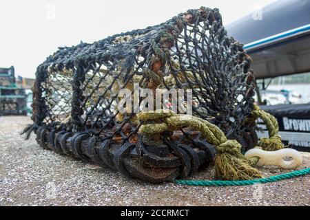 Hummer-/Krabbenköpfe warten darauf verwendet zu werden Stockfoto