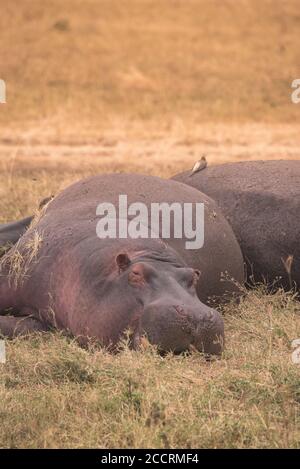 Hippo in wunderschöner Landschaft der Buschsavanne - Wildfahrt im Ngorongoro Krater Nationalpark, Wild Life Safari, Tansania, Afrika Stockfoto