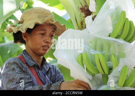Peking, China. Juli 2020. Ein Mitarbeiter arbeitet in der Demonstrationszone für die Zusammenarbeit von tropischer Öko-Landwirtschaft in der Provinz Kracheh in Kambodscha, 17. Juli 2020. Kredit: Gao Bingnan/Xinhua/Alamy Live Nachrichten Stockfoto