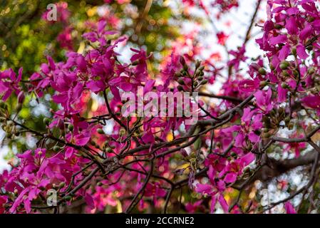 Chorisia speciosa blüht. Laubbaum, der 30 m in der Höhe erreicht, mit geraden und zylindrischen Stamm, grünlich-grau, mit Verdickung nahe Th Stockfoto