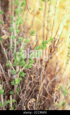 Wilder Oregano wächst in den Bergen. Roher Oregano im Feld mit verblurten Hintergrund. Griechisches natürliches Kraut Oregano. Grüne und frische Oregano Blumen. Stockfoto