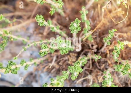 Wilder Oregano wächst in den Bergen. Roher Oregano im Feld mit verblurten Hintergrund. Griechisches natürliches Kraut Oregano. Grüne und frische Oregano Blumen. Stockfoto