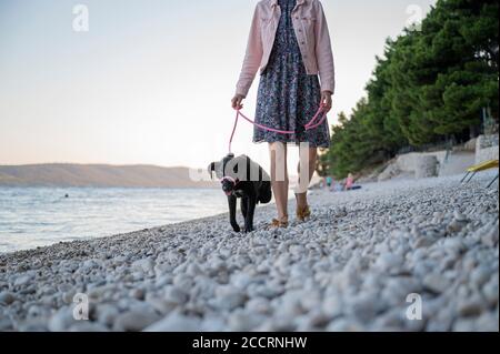 Frau, die ihren dreibeinigen Hund mit einer halti-Leine trainiert, während sie am Kiesstrand entlang gehen. Stockfoto