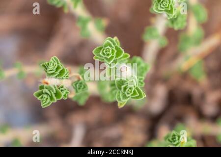 Wilder frischer Oregano wächst in den Bergen. Roher grüner Oregano im Feld. Griechisches natürliches Kraut Oregano. Stockfoto