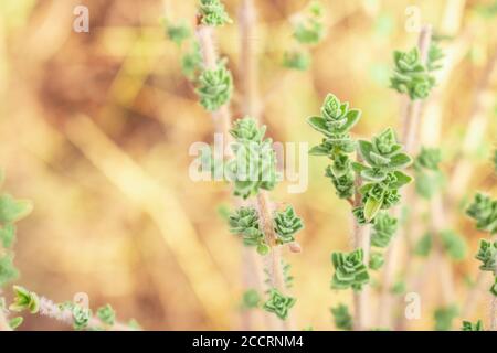 Wilder Oregano wächst in den Bergen. Roher Oregano im Feld mit verblurten Hintergrund. Griechisches natürliches Kraut Oregano. Grüne und frische Oregano Blumen. Stockfoto