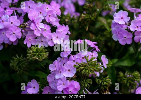 Lila Blüten in der Blüte während der Sommermonate. Stockfoto