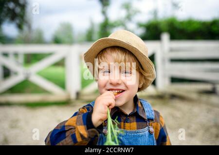 Kleiner Junge essen Karotte auf dem Bauernhof, Anbau von Bio-Gemüse Konzept. Stockfoto