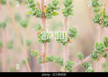 Wilder Oregano wächst in den Bergen. Roher Oregano im Feld mit verblurten Hintergrund. Griechisches natürliches Kraut Oregano. Grüne und frische Oregano Blumen. Stockfoto