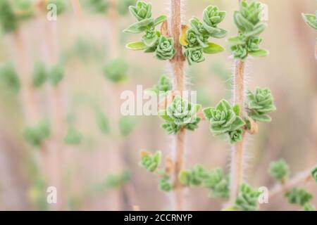 Wilder Oregano wächst in den Bergen. Roher Oregano im Feld mit verblurten Hintergrund. Griechisches natürliches Kraut Oregano. Grüne und frische Oregano Blumen. Stockfoto