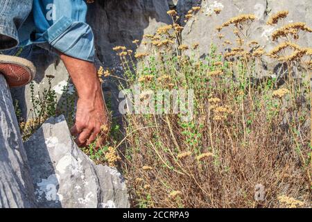 Ein Mann sammelt rohen Oregano von einem Berg. Oregano Ernte vom Feld, natürliche griechische Oregano.Hand erntet grünen Oregano vom Berg. Stockfoto