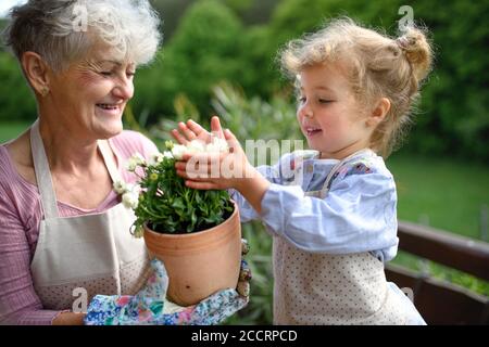 Ältere Großmutter mit kleiner Enkelin Gartenarbeit auf Balkon im Sommer. Stockfoto