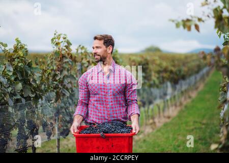 Mann Arbeiter mit Kiste Trauben im Weinberg im Herbst, Erntekonzept. Stockfoto