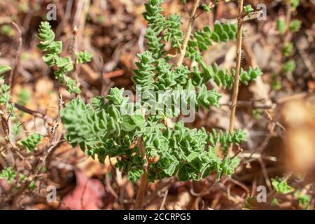 Wilder Oregano wächst in den Bergen. Roher Oregano im Feld mit verblurten Hintergrund. Griechisches natürliches Kraut Oregano. Grüne und frische Oregano Blumen. Stockfoto