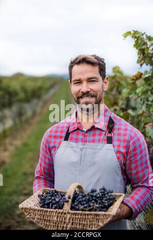 Mann Arbeiter hält Korb mit Trauben im Weinberg im Herbst, Erntekonzept. Stockfoto