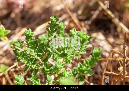 Wilder Oregano wächst in den Bergen. Roher Oregano im Feld mit verblurten Hintergrund. Griechisches natürliches Kraut Oregano. Grüne und frische Oregano Blumen. Stockfoto