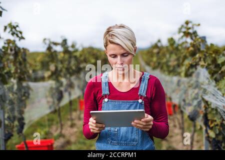 Porträt einer Frau mit Tablette im Weinberg im Herbst, Erntekonzept. Stockfoto