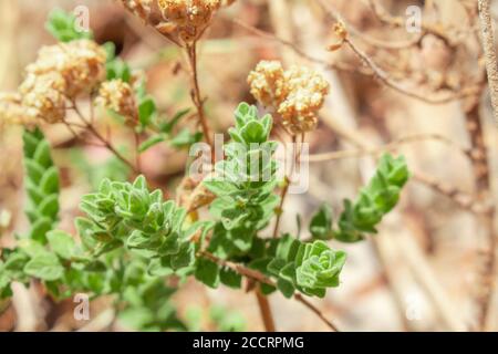 Wilder Oregano wächst in den Bergen. Roher Oregano im Feld mit verblurten Hintergrund. Griechisches natürliches Kraut Oregano. Grüne und frische Oregano Blumen. Stockfoto
