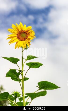 Eine einjährige Sonnenblume (Helianthus) steht gegen eine scheinbare Wand von Weiße Wolken Stockfoto