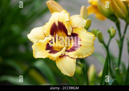 Hellgelbe rosa Lilie mit dunkelroter Mitte, Lilie grün Szene Hintergrund. Botanische Makrofotografie zur Illustration von Lilie Stockfoto