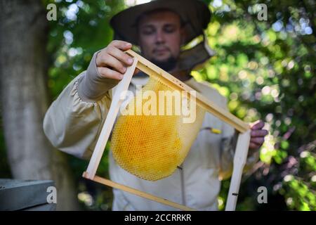 Porträt des Menschen Imker hält neue Wabenrahmen in Bienenhaus. Stockfoto