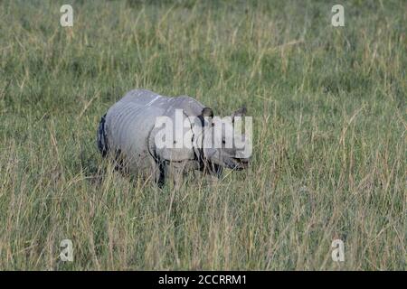 Der größere gehörnte Nashorn weidet auf dem Feld Stockfoto