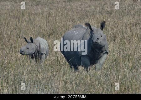 Indisches Gehörntes Nashörner Mit Kalb Stockfoto